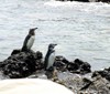 Beautiful Ecuador - Galapagos Extensions Tours